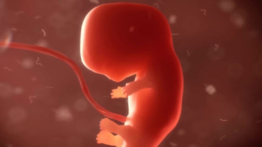 Texas: el aborto a las 6 semanas o más tarde está prohibido