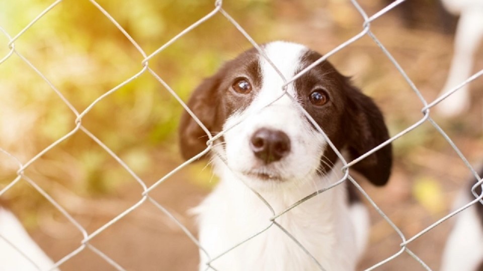 Más y más personas entregan mascotas a refugio de animales