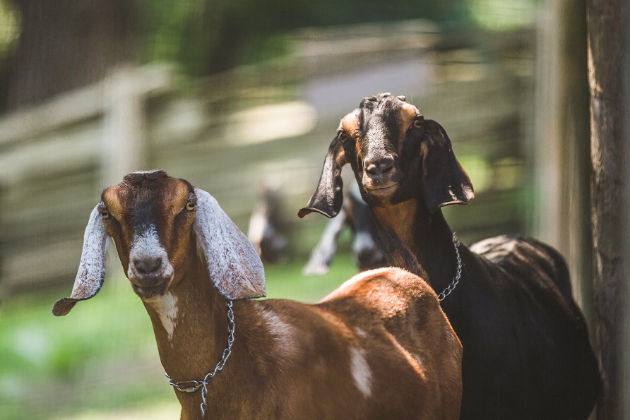Traerán 150 cabras para comerse las malas hierbas