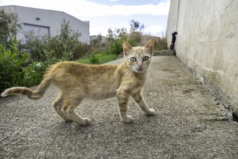 Brighton: “número inusualmente alto” de gatos muertos