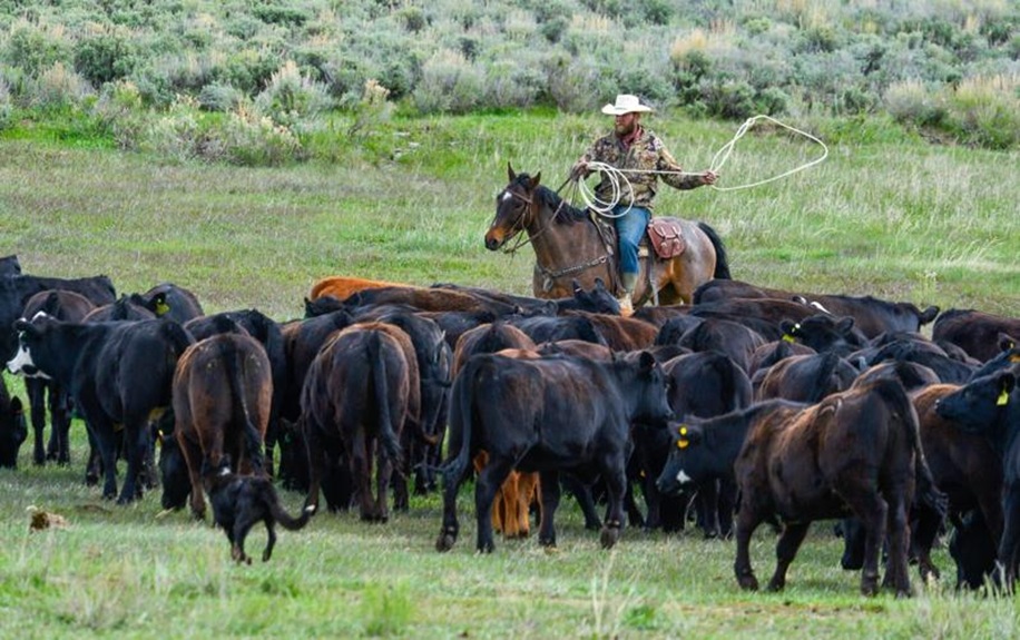 Ganaderos y legisladores de Colorado expresan preocupación
